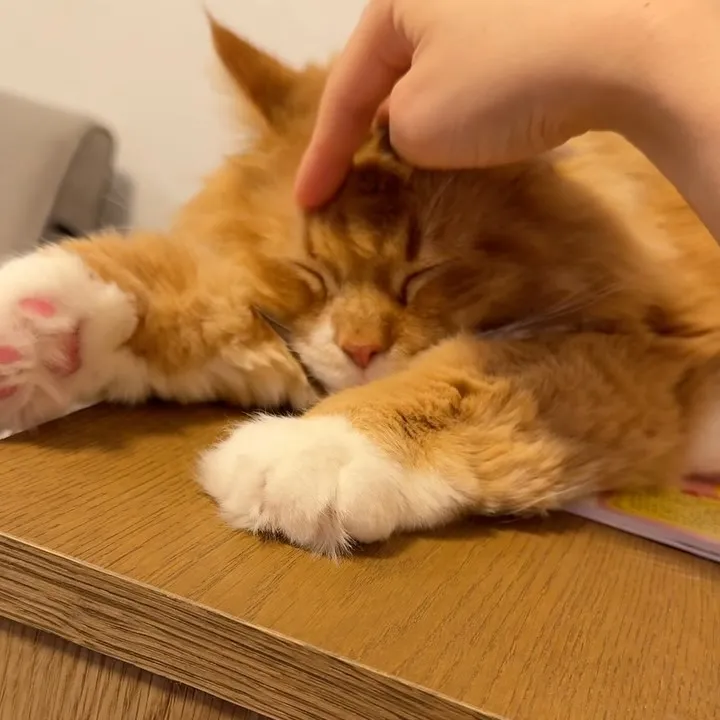 玄鮨