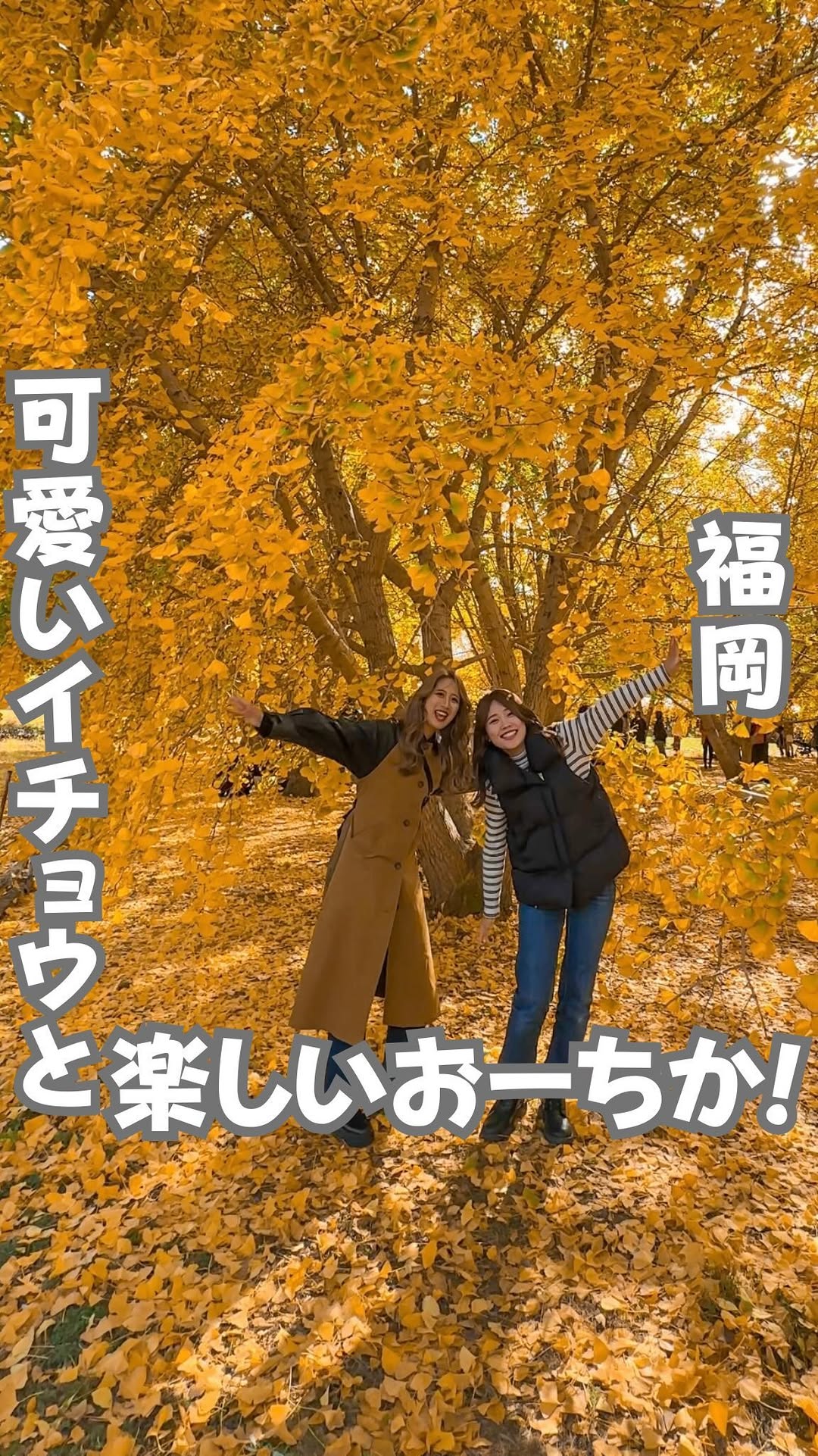 太原のイチョウ