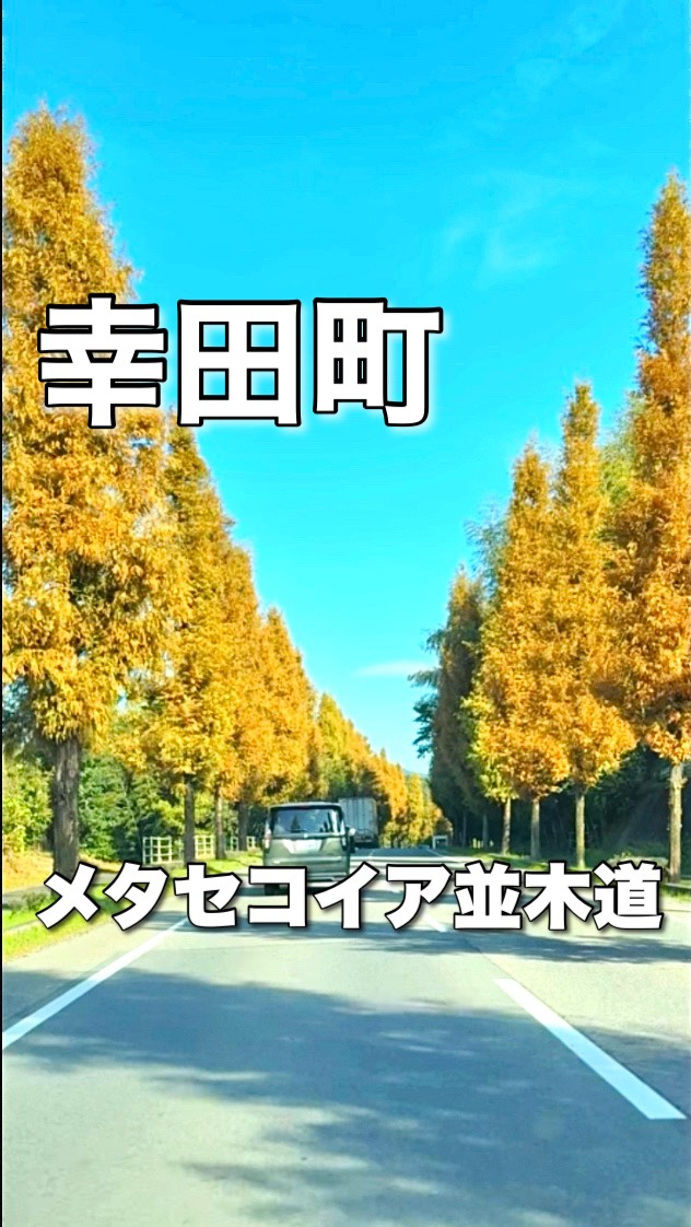 メタセコイア並木