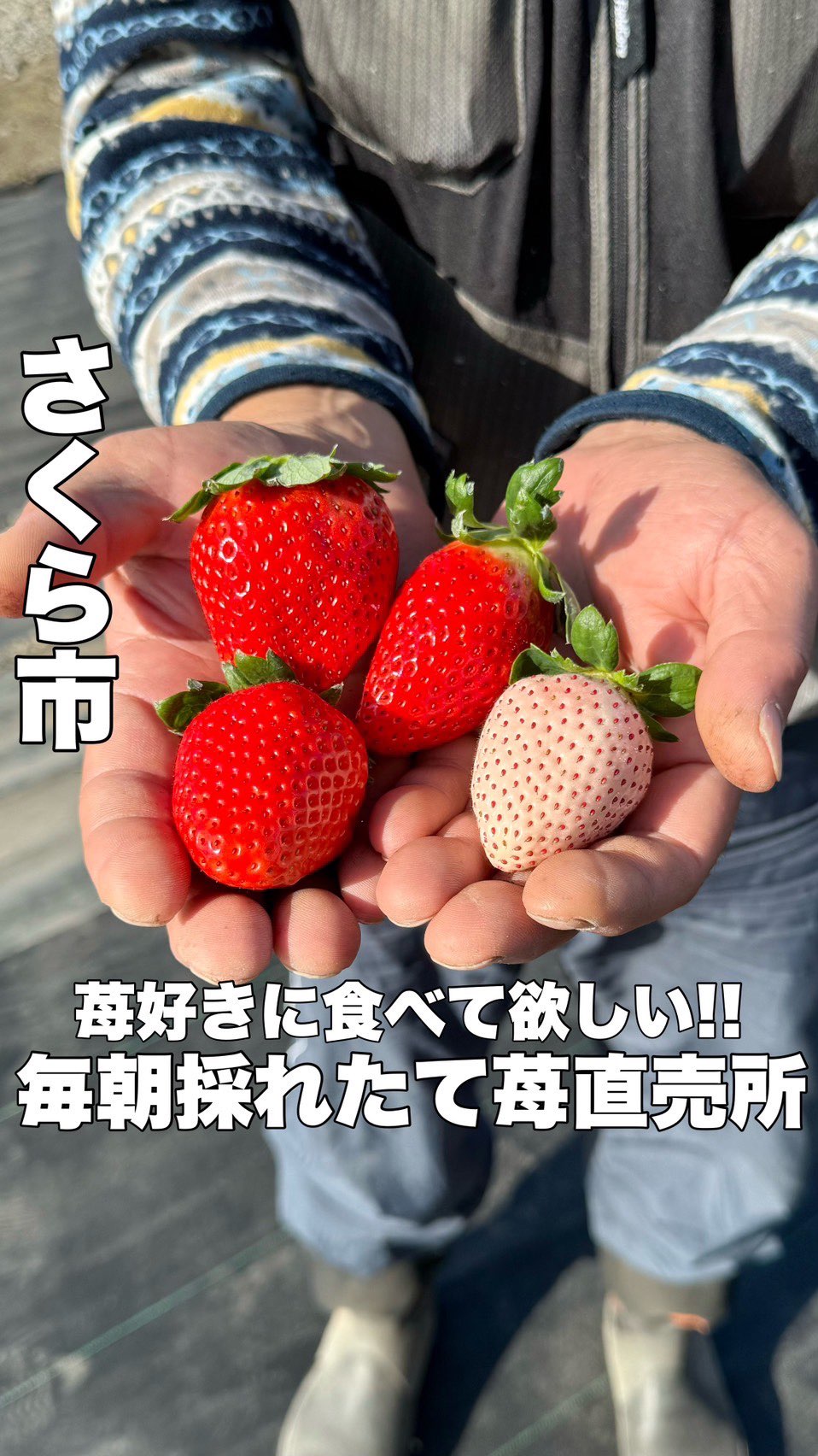 小竹いちご園・いちご直売所