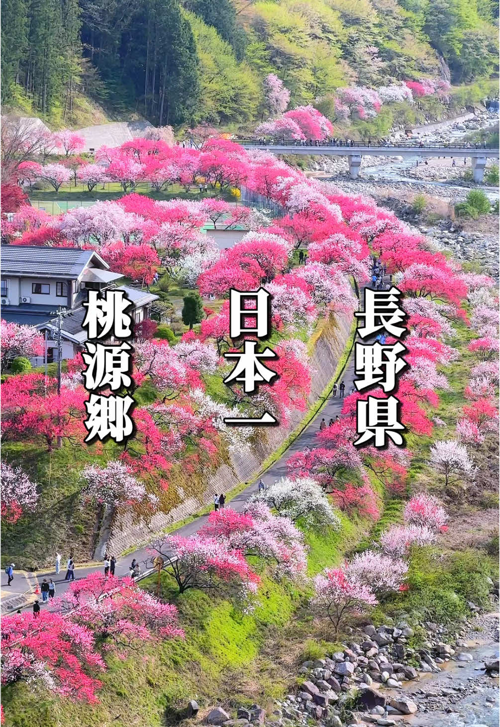 玉のゆ