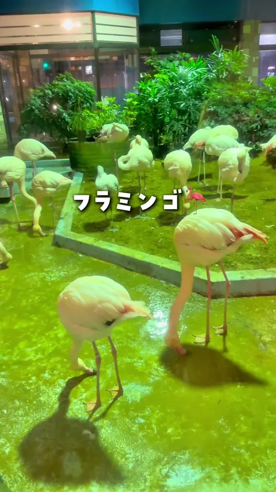 メヒコ 守谷フラミンゴ館