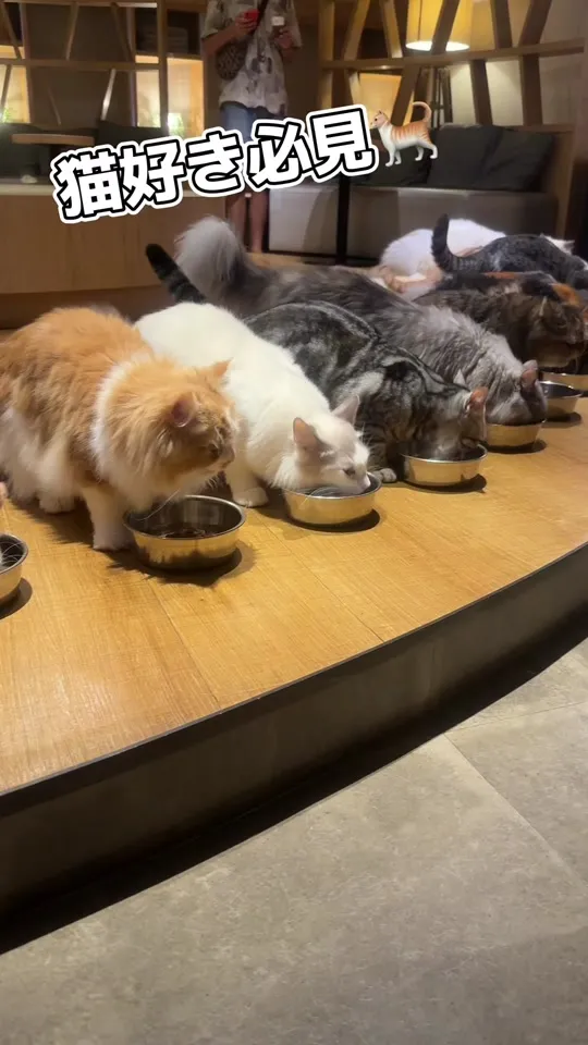 猫カフェモカラウンジ 新宿店 - 予約・店舗情報はこちら | HAMONI