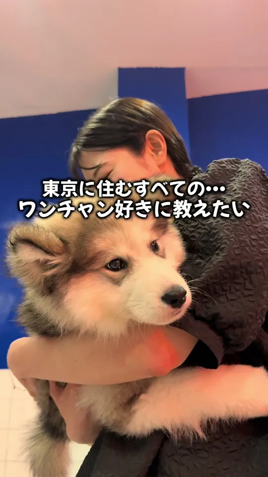 HUSKY CAFE TOKYO