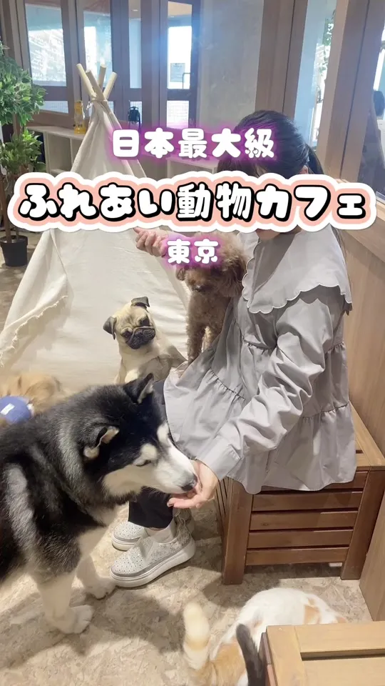 動物たちが暮らす森 アニミル お台場店