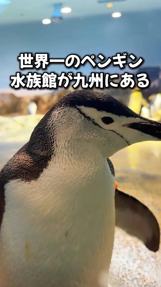 長崎ペンギン水族館