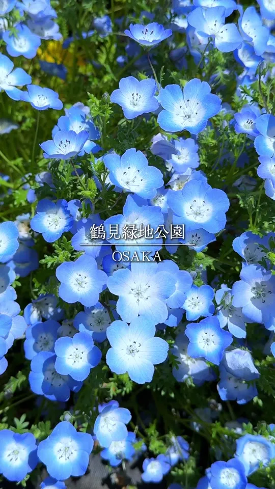花博記念公園 鶴見緑地