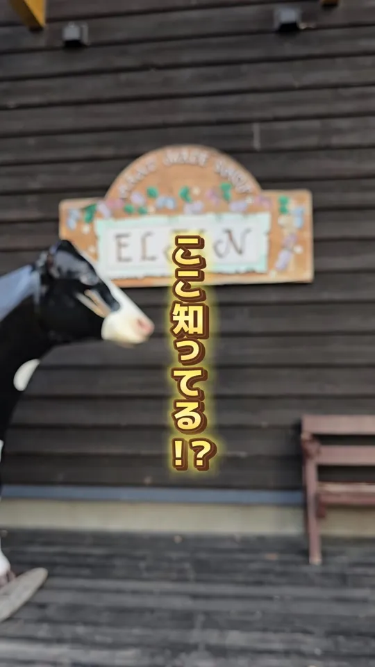 エルフィン　元山牧場牛乳