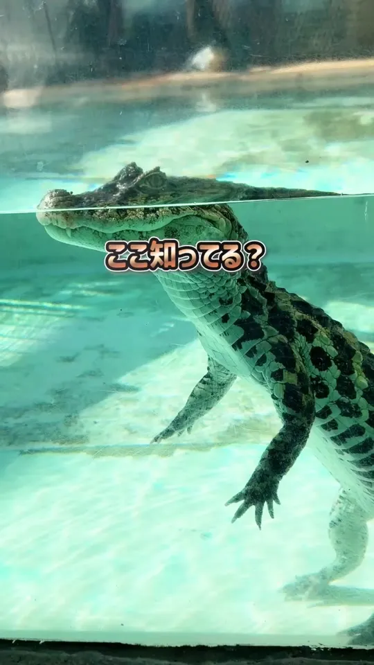熱川バナナワニ園 本園・ワニ園