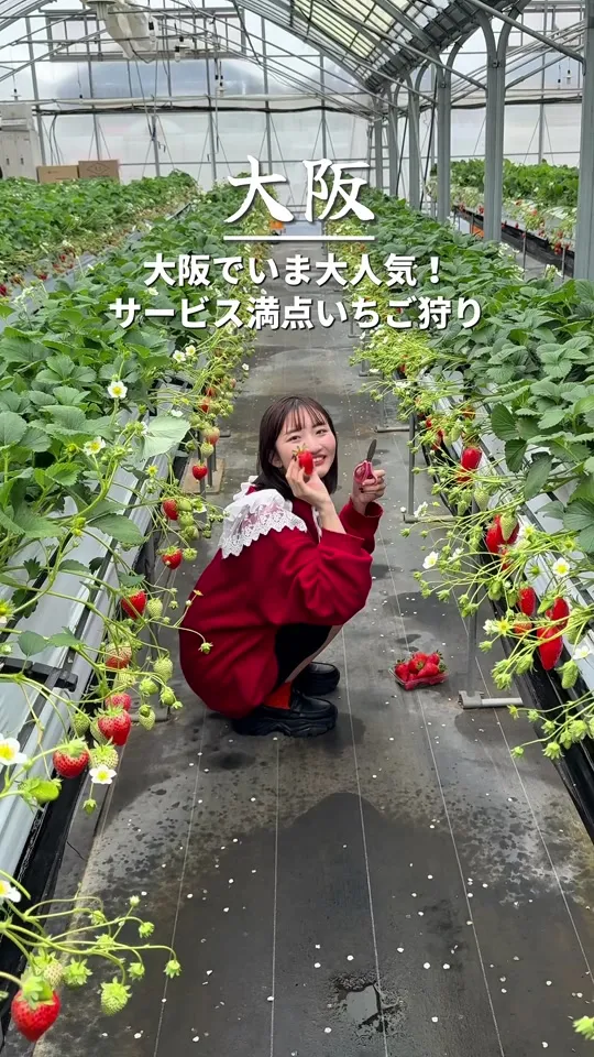 たなかの苺