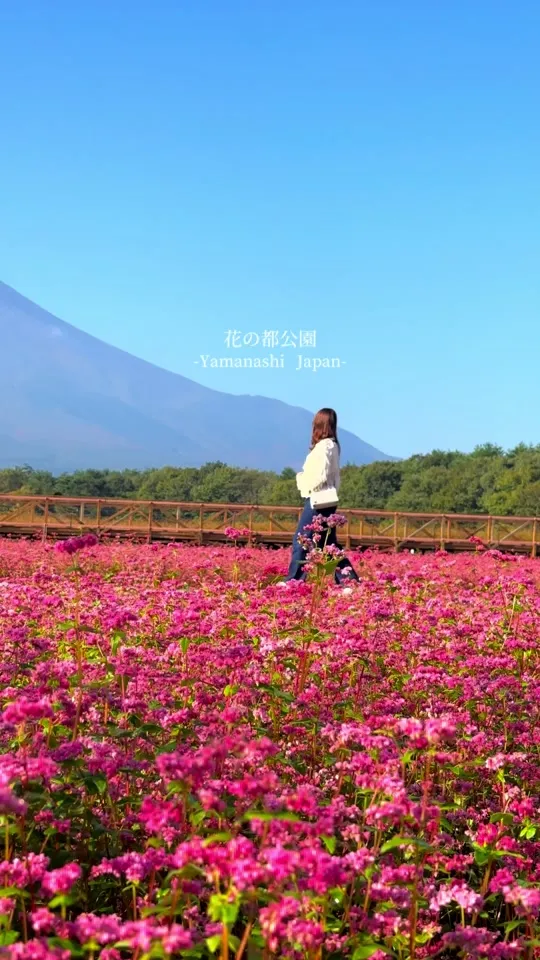 山中湖 花の都公園