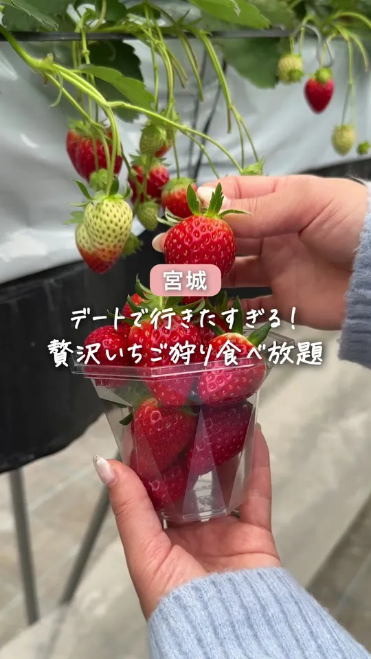 イチゴ ワールド
