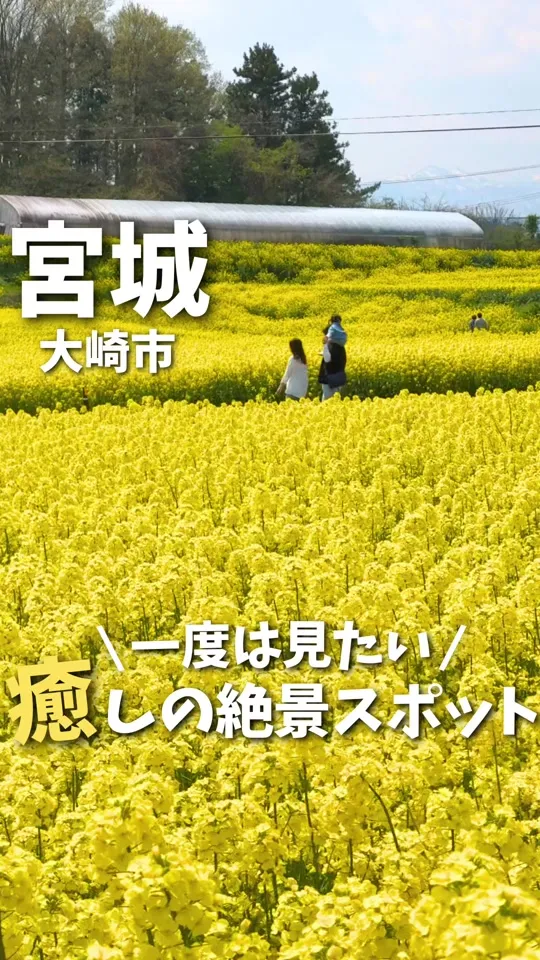 ひまわりの丘 売店
