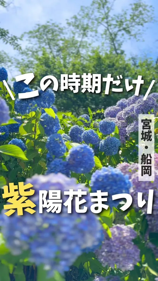 船岡城址公園 さくらの里