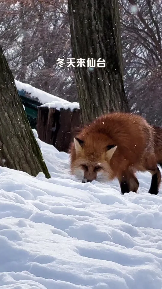 宮城蔵王 きつね村