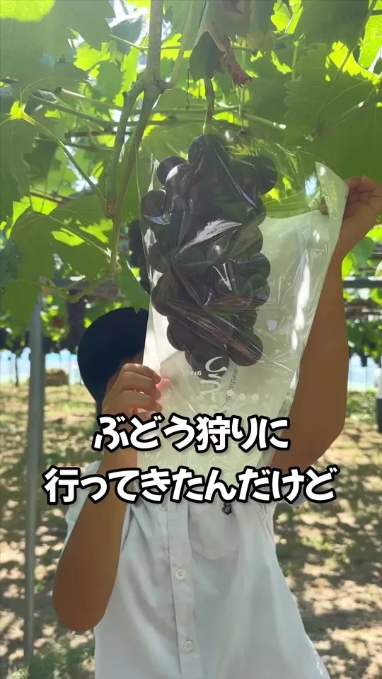 モギトーレ