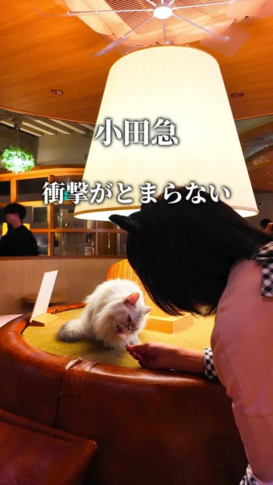 猫カフェモカラウンジ 新宿店 - 予約・店舗情報はこちら | HAMONI