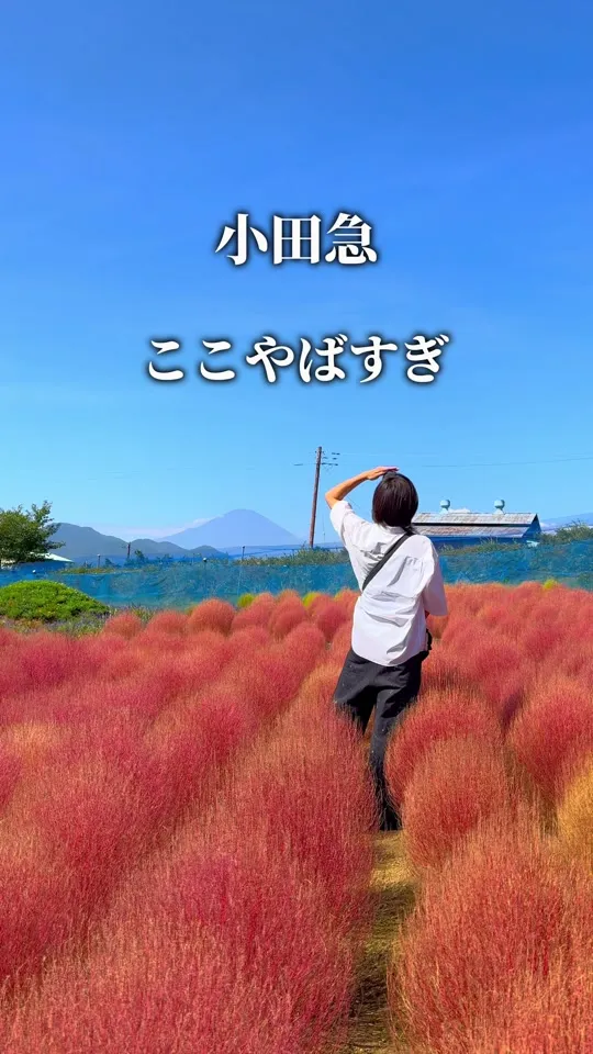 コキアの里