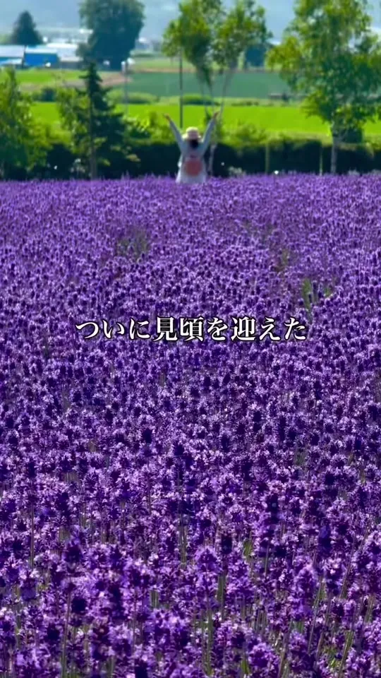 ファーム富田