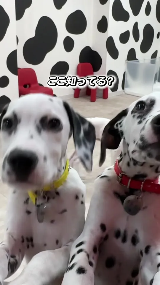 DALMATIAN CAFE 101