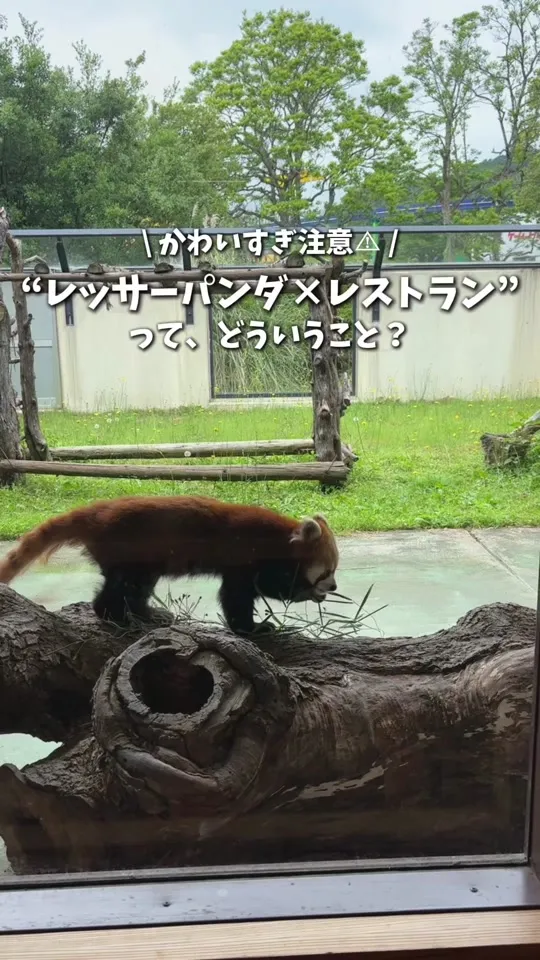 サファリランド レストラン