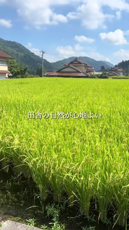 midori-no-yakata 阿戸店