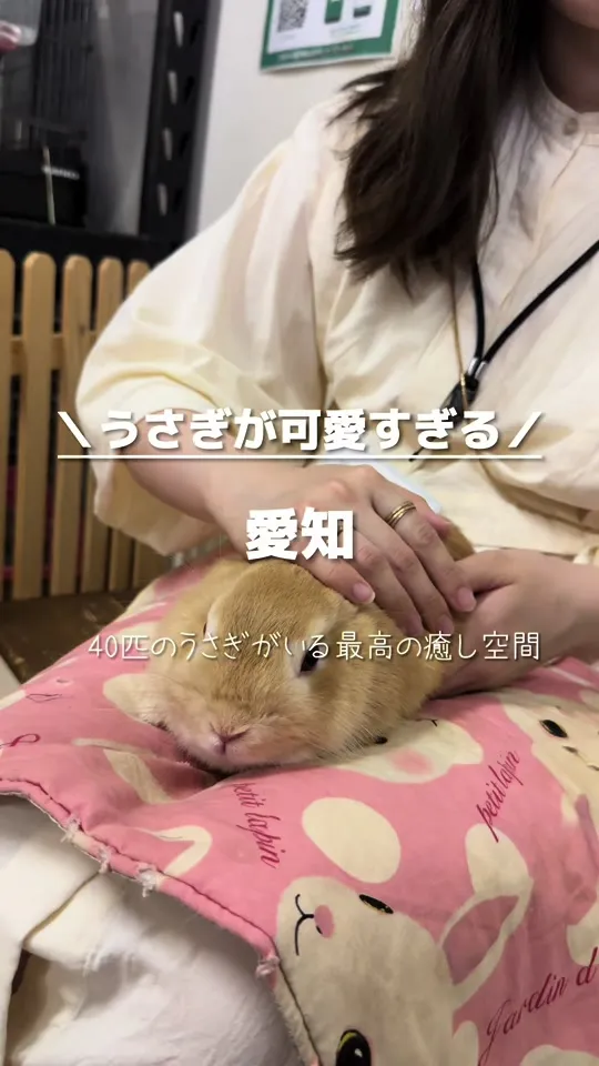 うさぎのWONDERLAND うさぎとCafe