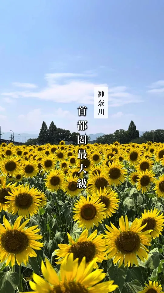 座間ひまわり畑