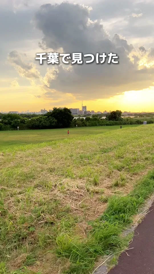 菜