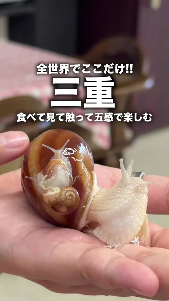 エスカルゴ牧場