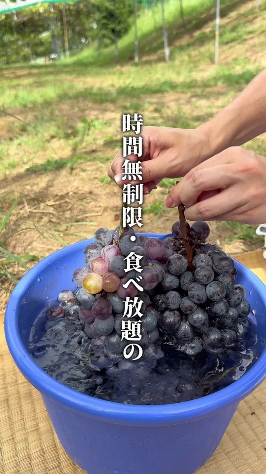 みとろ観光果樹園