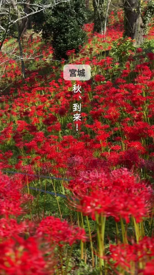 船岡城址公園 さくらの里