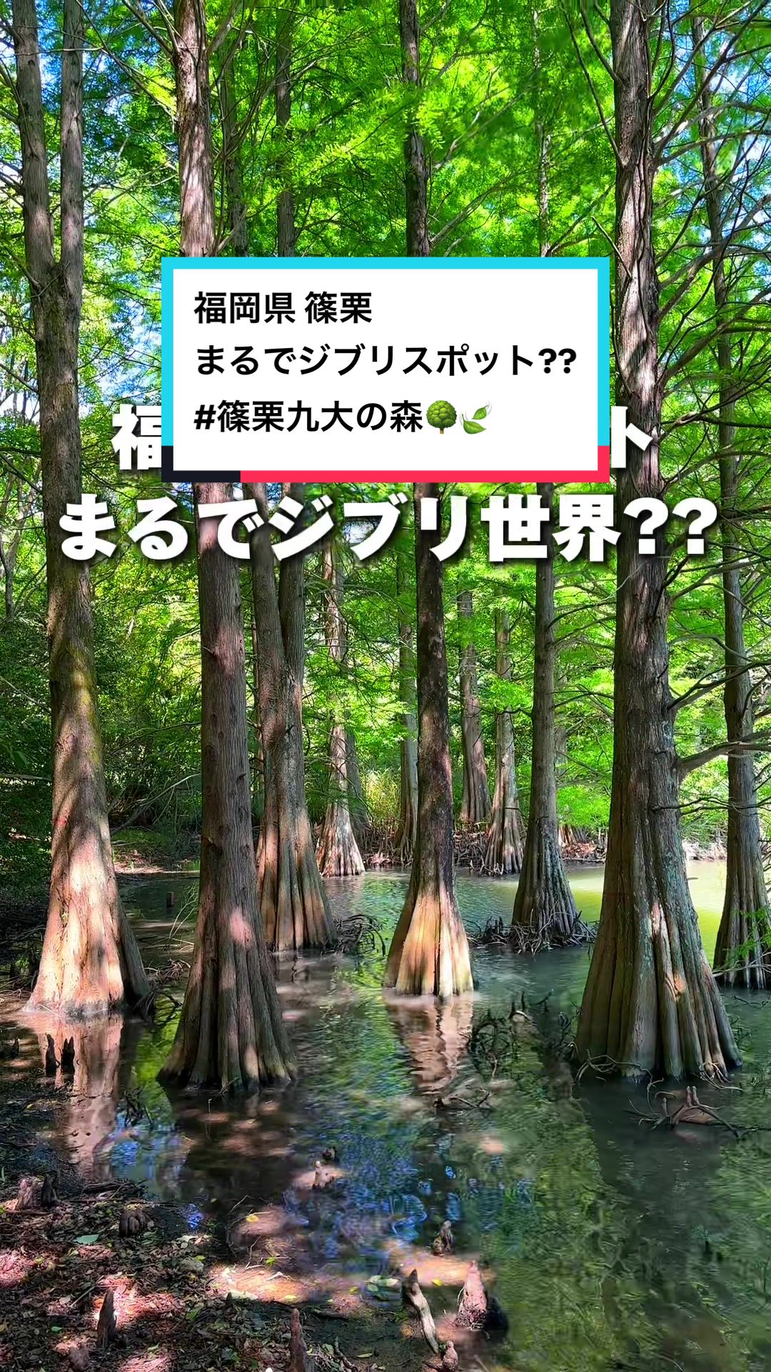 篠栗九大の森