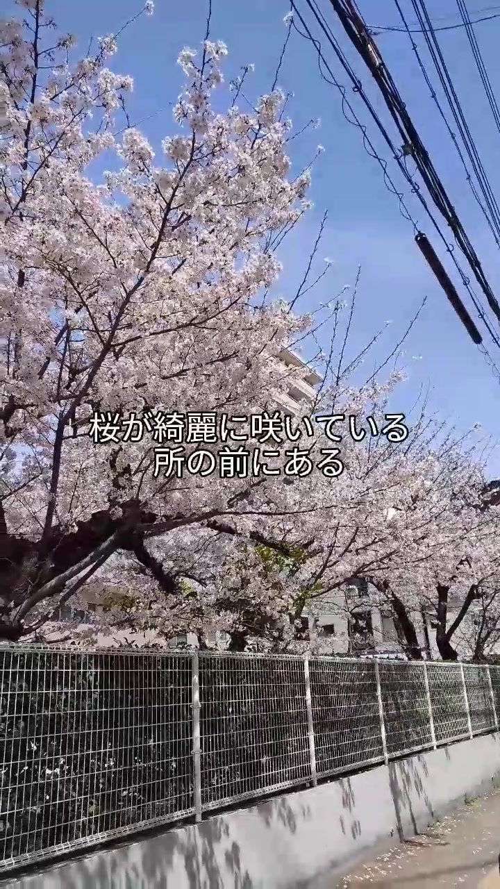 洋食 キャベツ