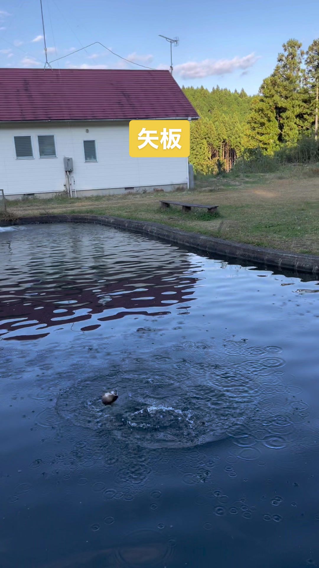 金精川のます池