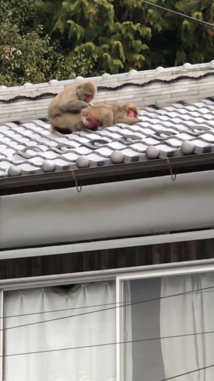 ウルーウール
