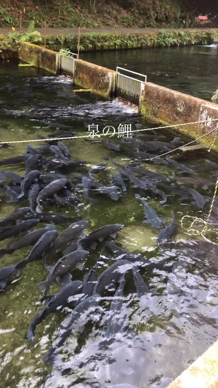 泉の鯉