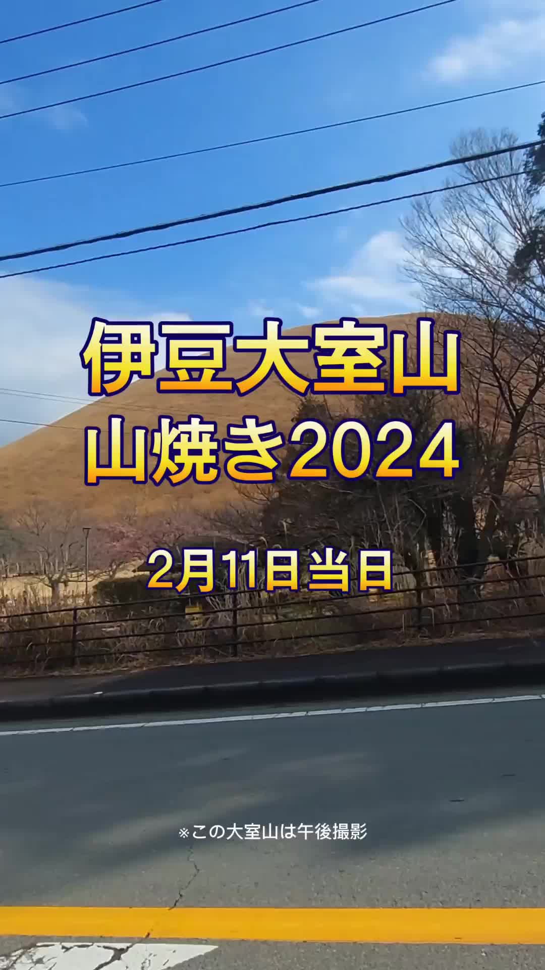 稲取港の朝市