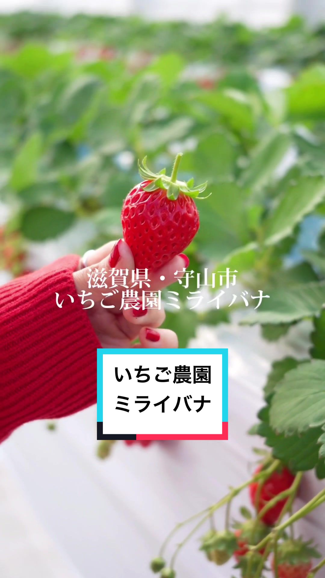 いちご農園ミライバナ びわ湖ファーム