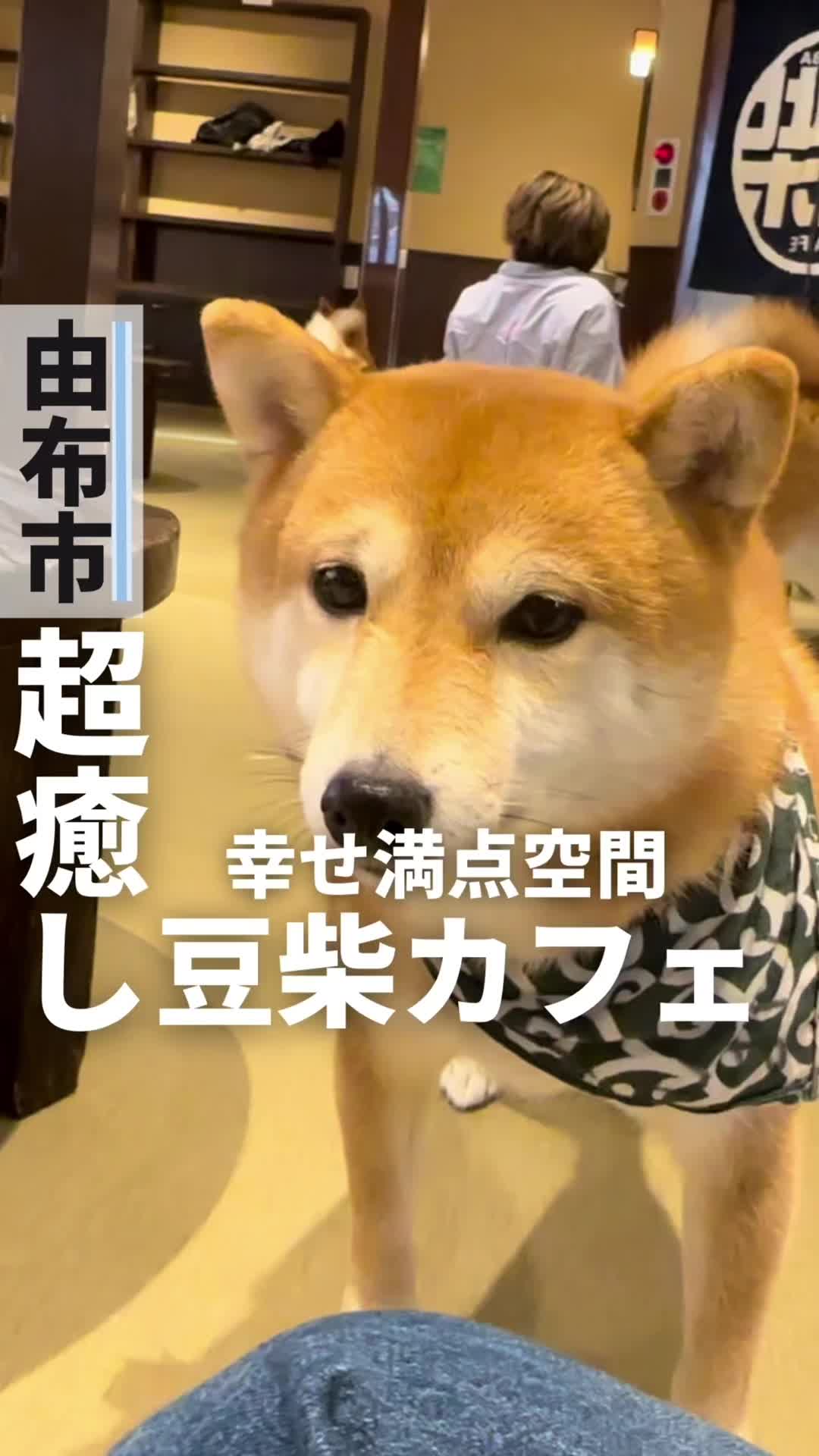 由布院豆柴カフェ