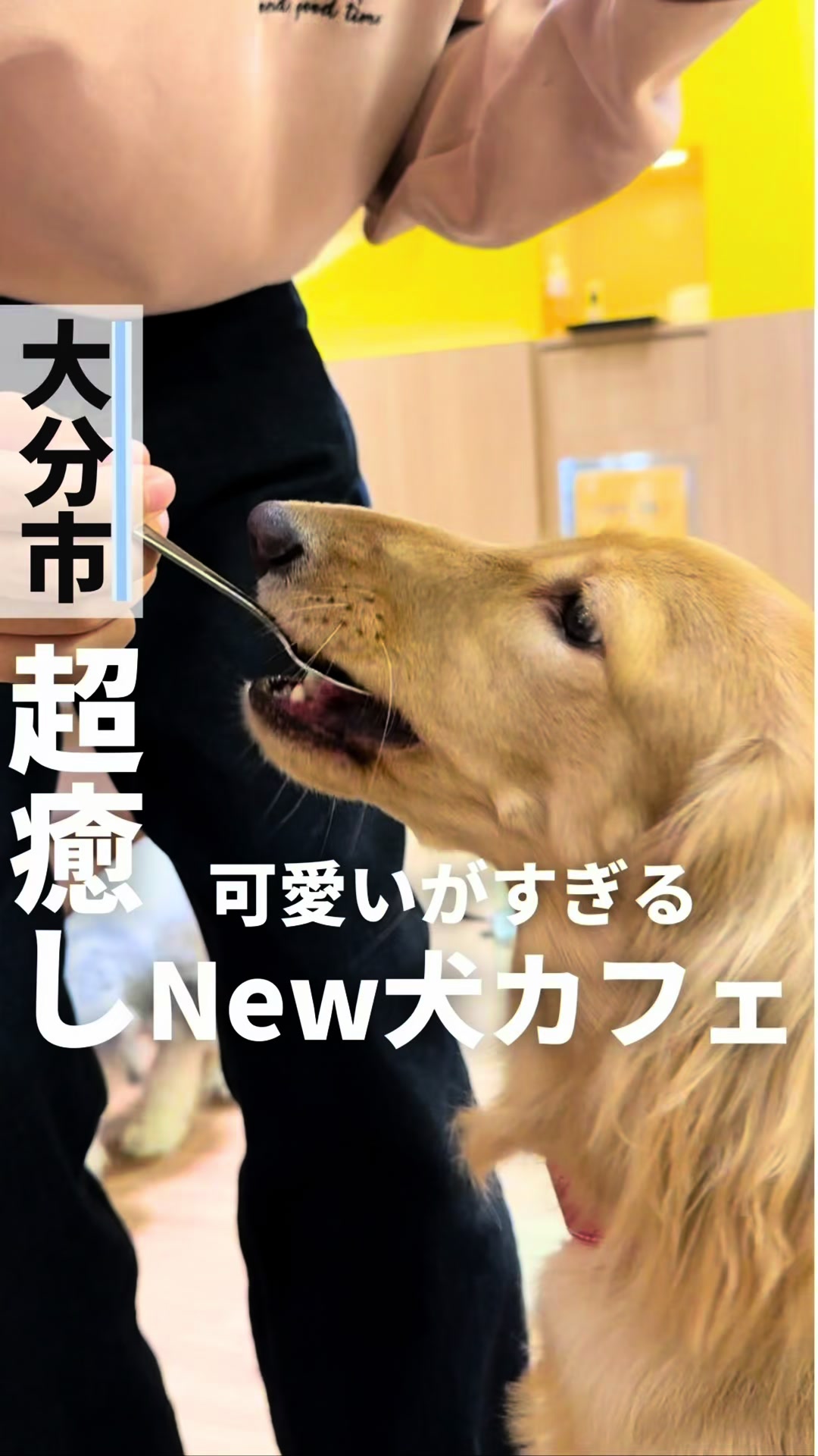 いぬカフェRIO パークプレイス大分店