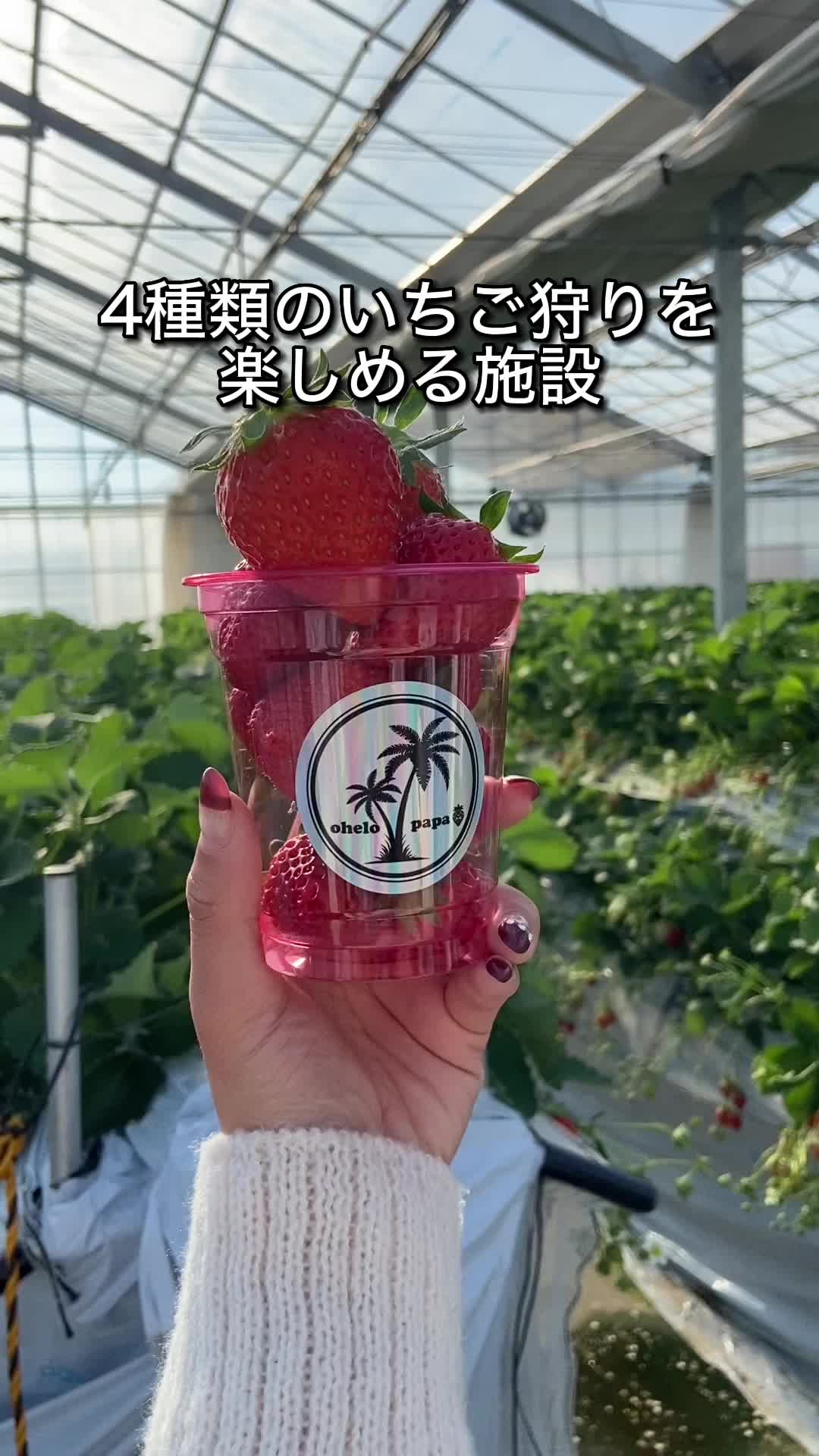 いちごガーデン ohelopapa