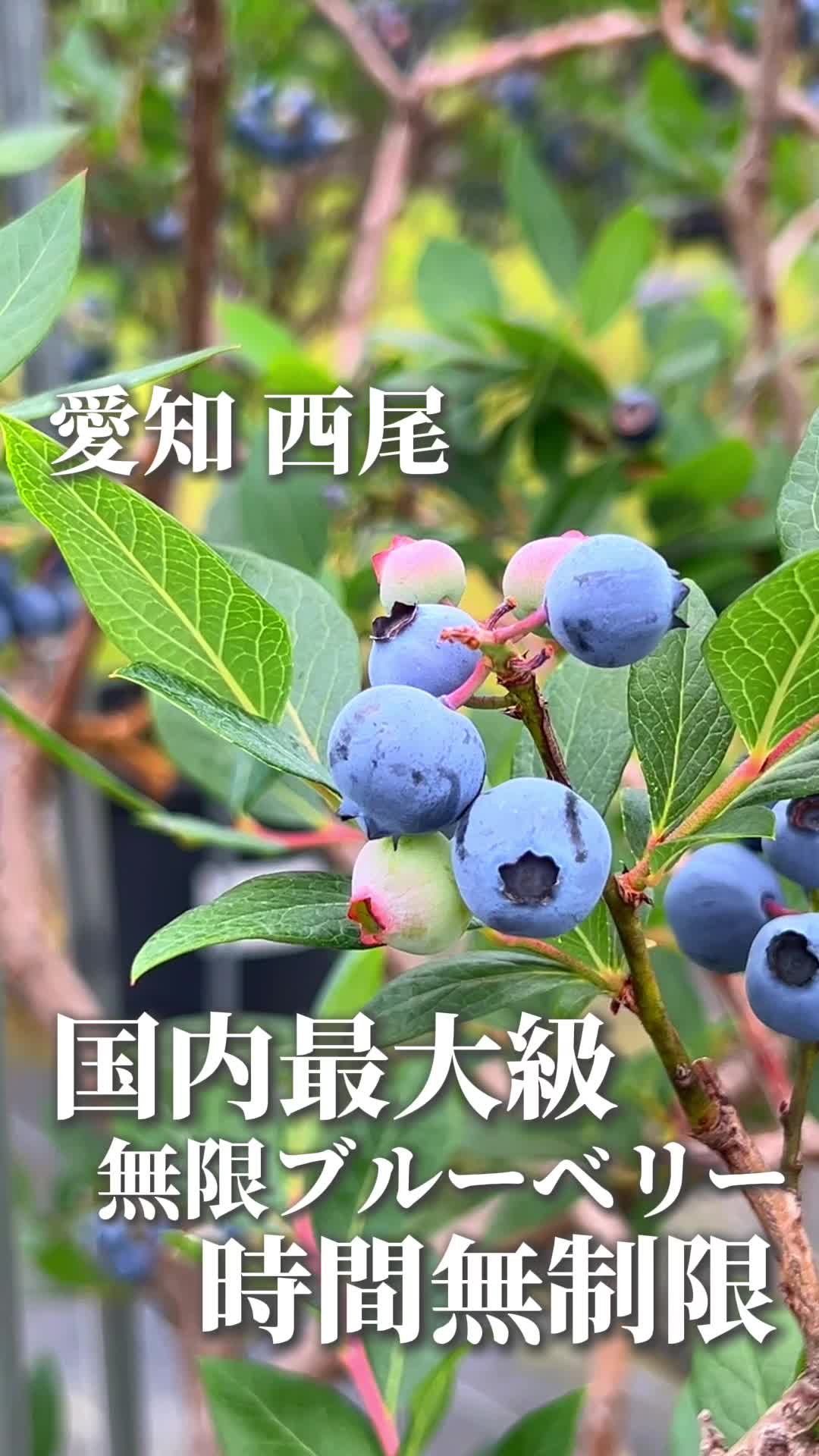 西尾ゴルフ ブルーベリーファーム