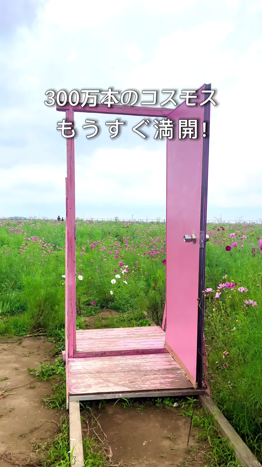 与田浦コスモス園