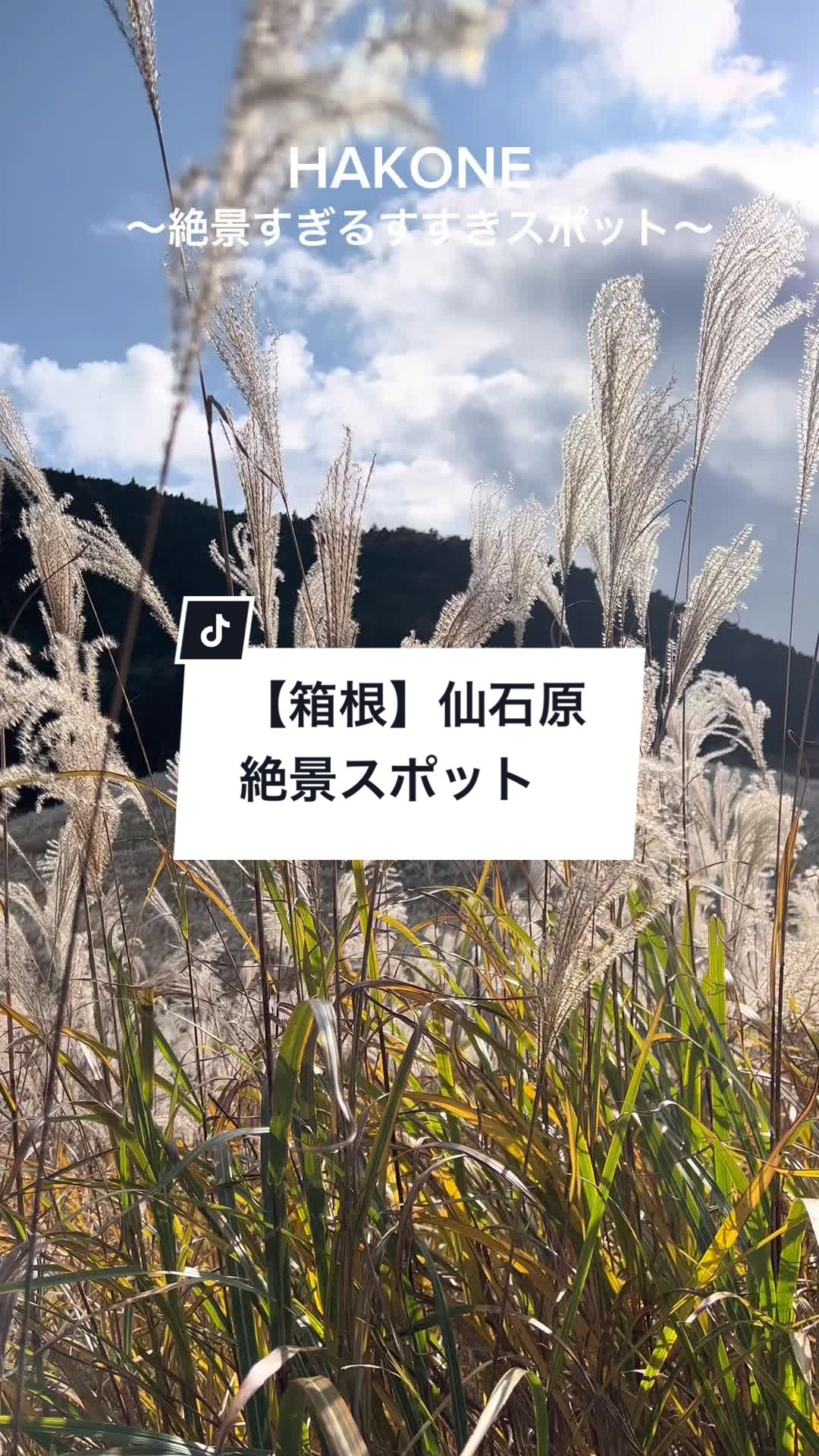 仙石原すすき草原