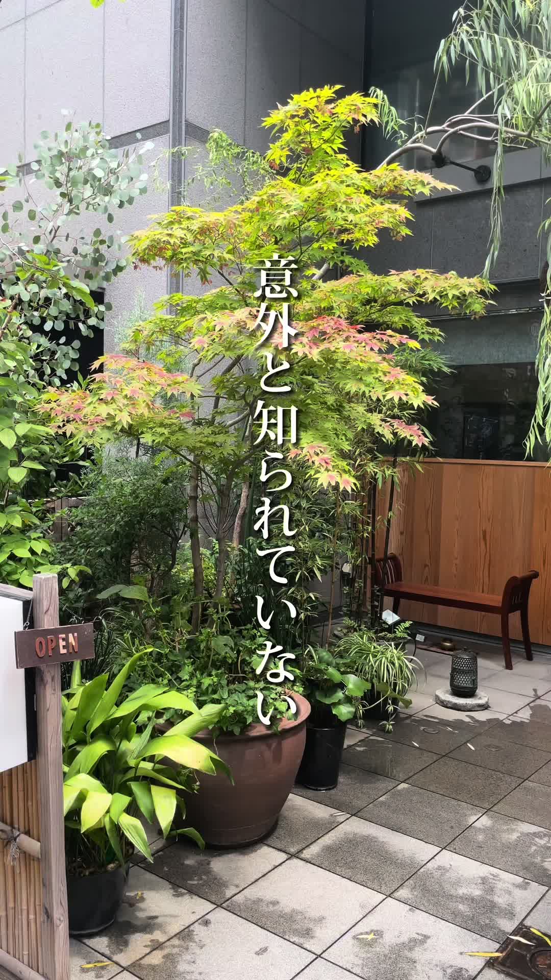 高麗橋桜花