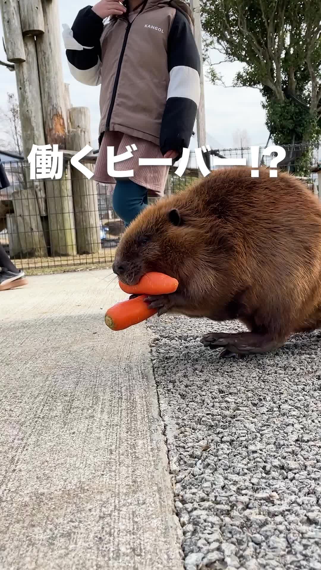 阿蘇元気の森／阿蘇ファームランド