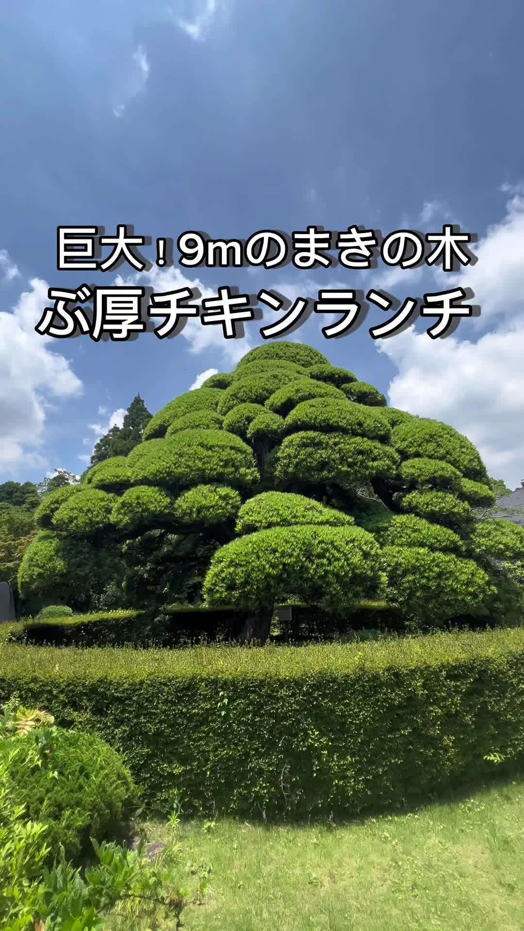 まきのきてい