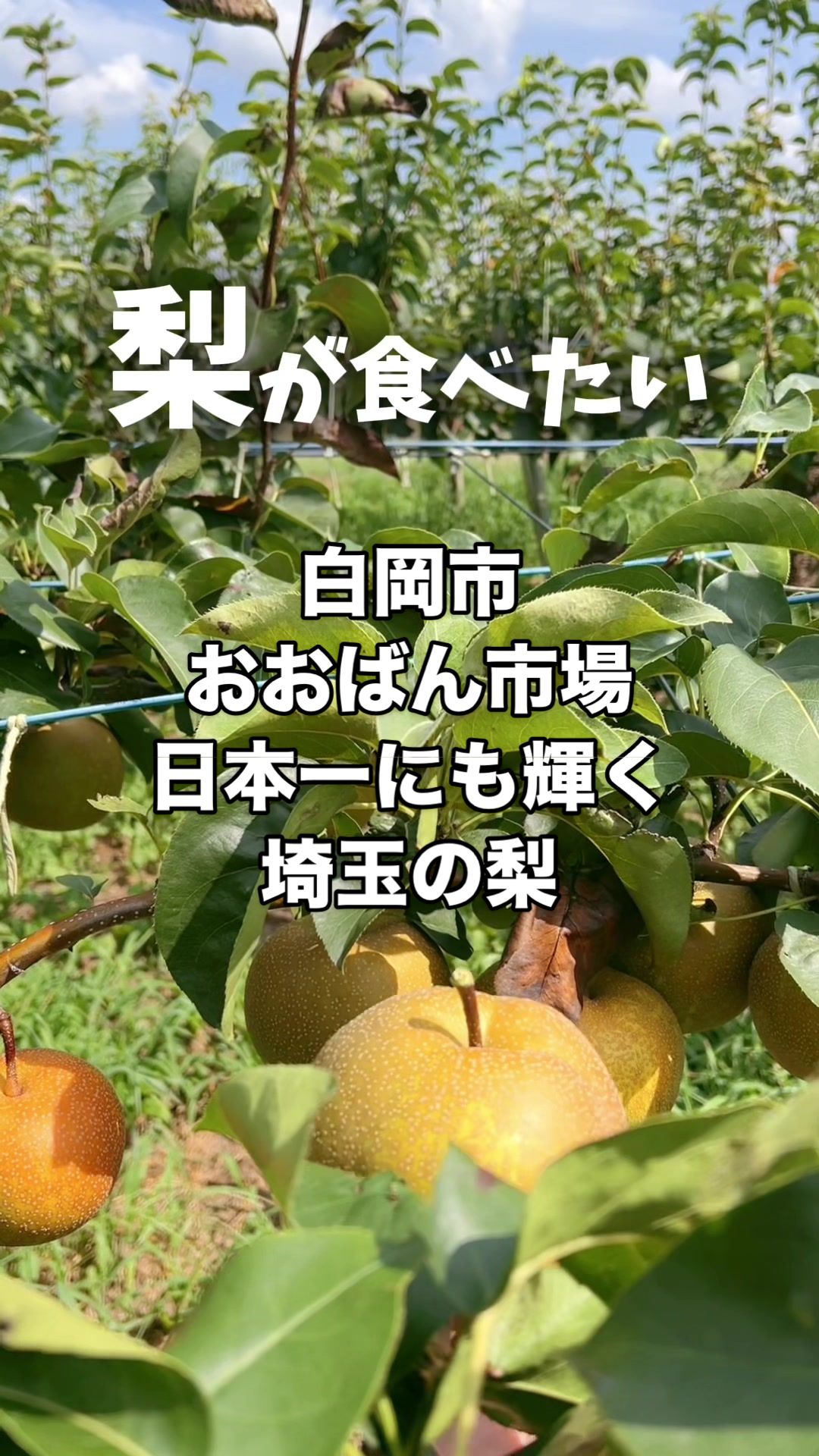 しらおか味彩センター
