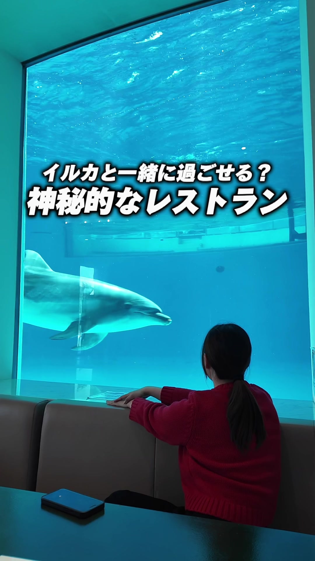 イルカの見えるレストラン